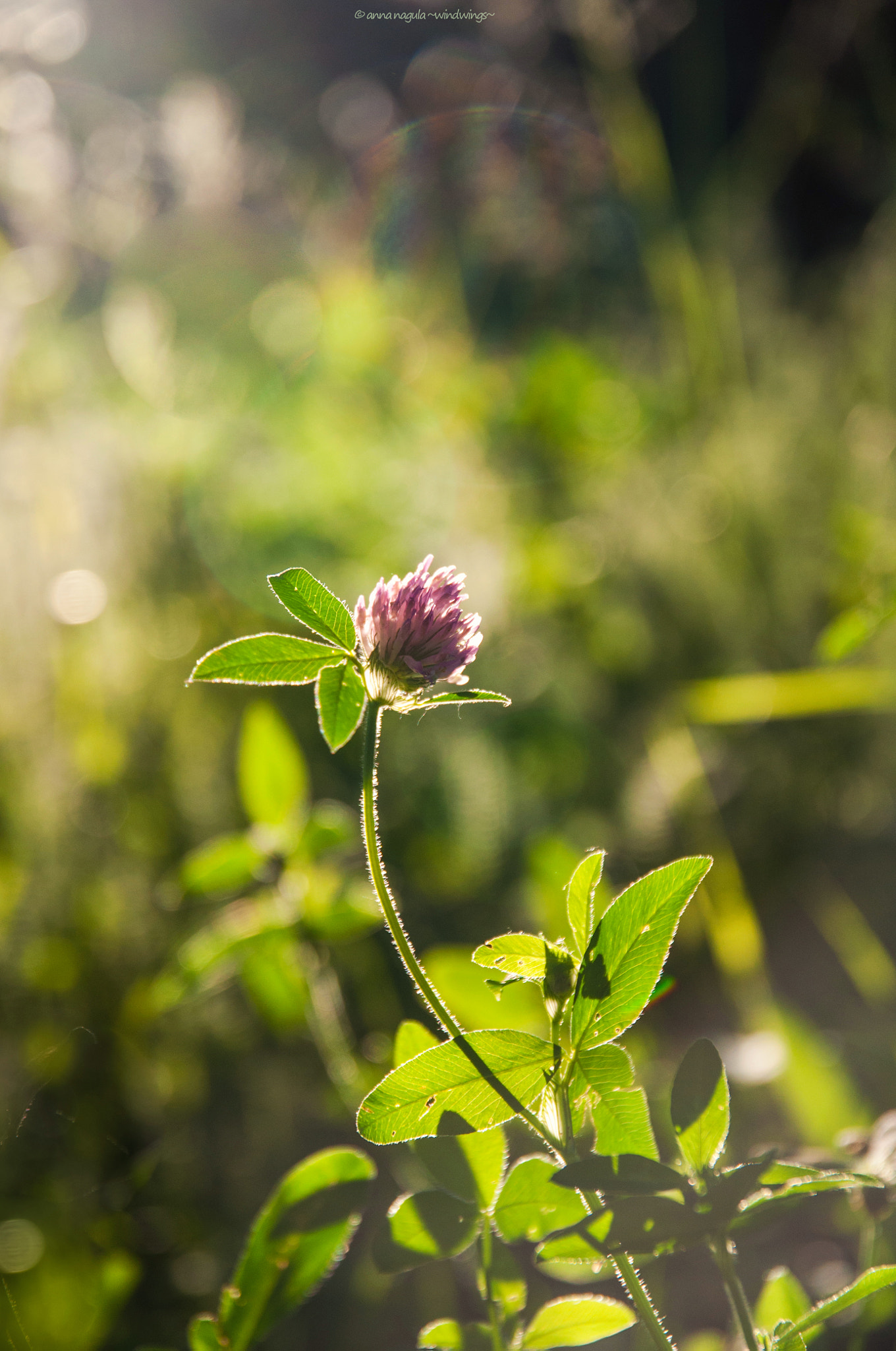 Sigma 17-70mm F2.8-4 DC Macro OS HSM | C sample photo. A flower portrait photography