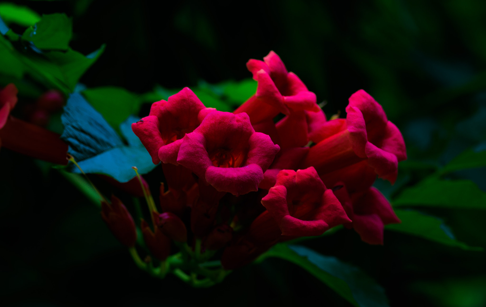 Nikon D500 + Nikon AF-S Nikkor 300mm F4D ED-IF sample photo. Trumpet vine photography