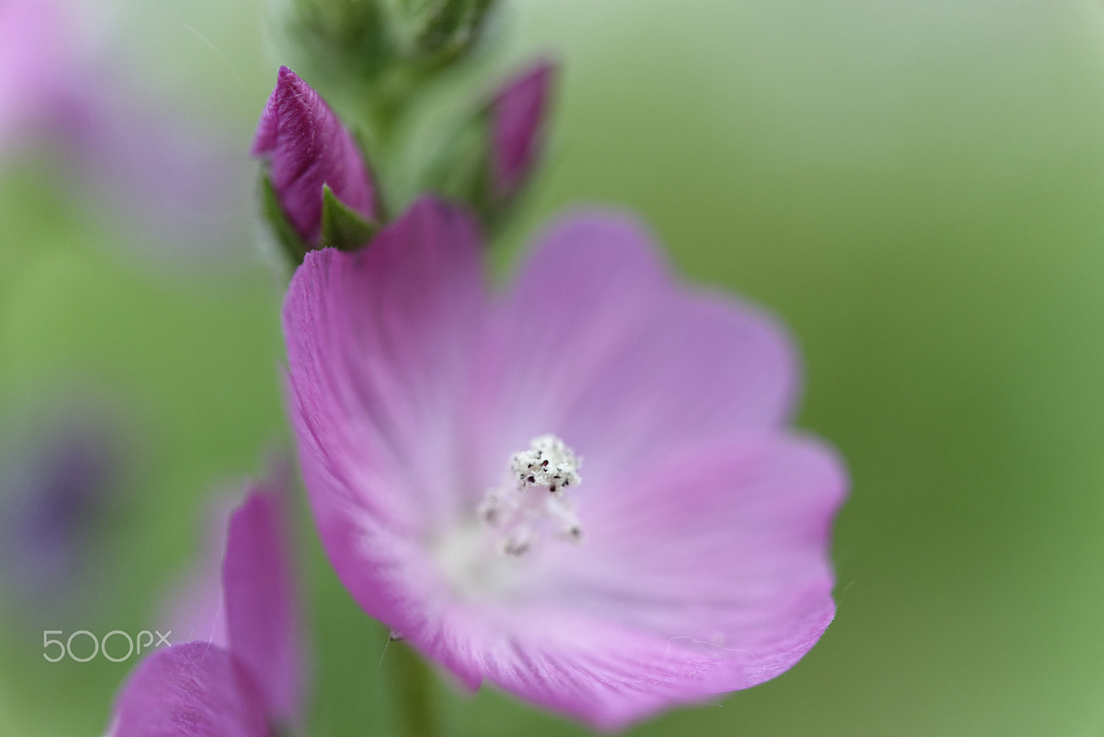 Nikon AF-S Micro-Nikkor 60mm F2.8G ED sample photo. Pink flower photography