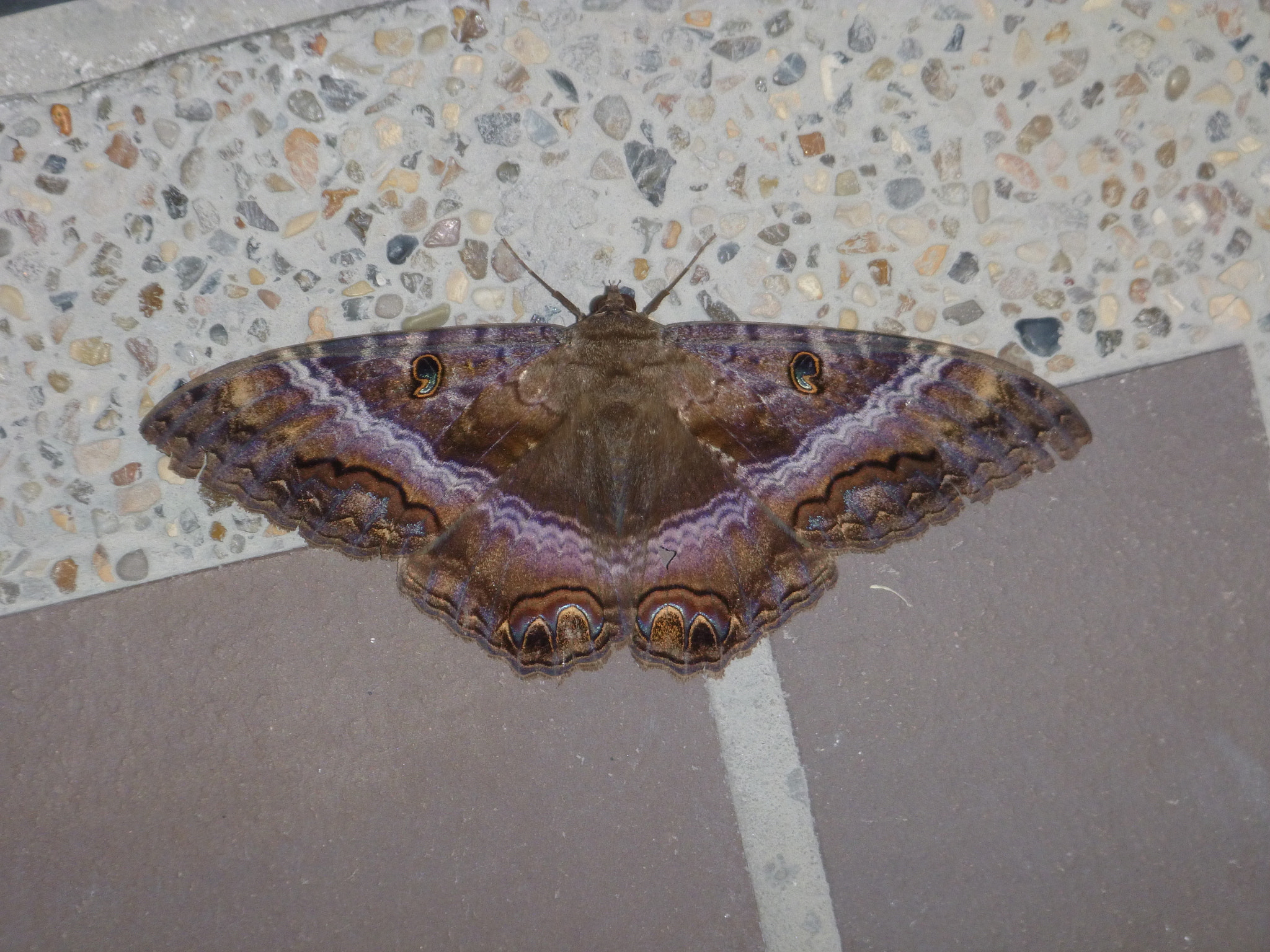 Panasonic DMC-TS20 sample photo. Mariposa nocturna photography