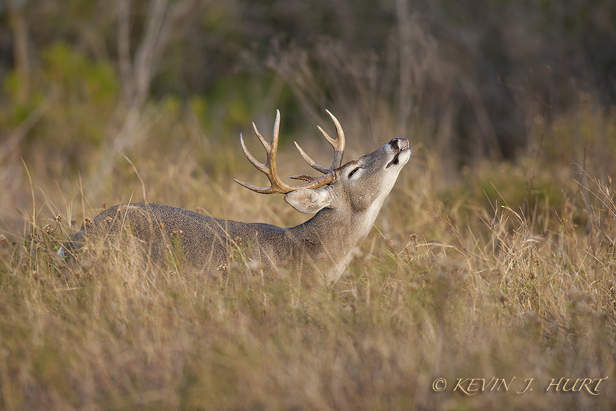 Canon EF 500mm f/4.5L sample photo. Whitetail buck-7 photography