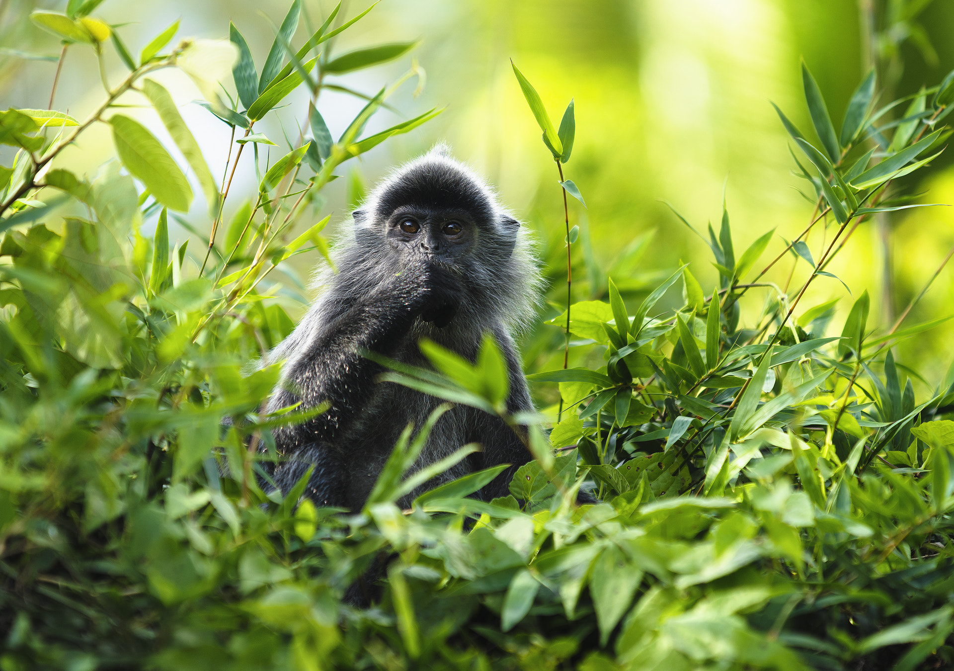 Sony 70-200mm F2.8 G SSM II sample photo. Silver leaf monkey photography