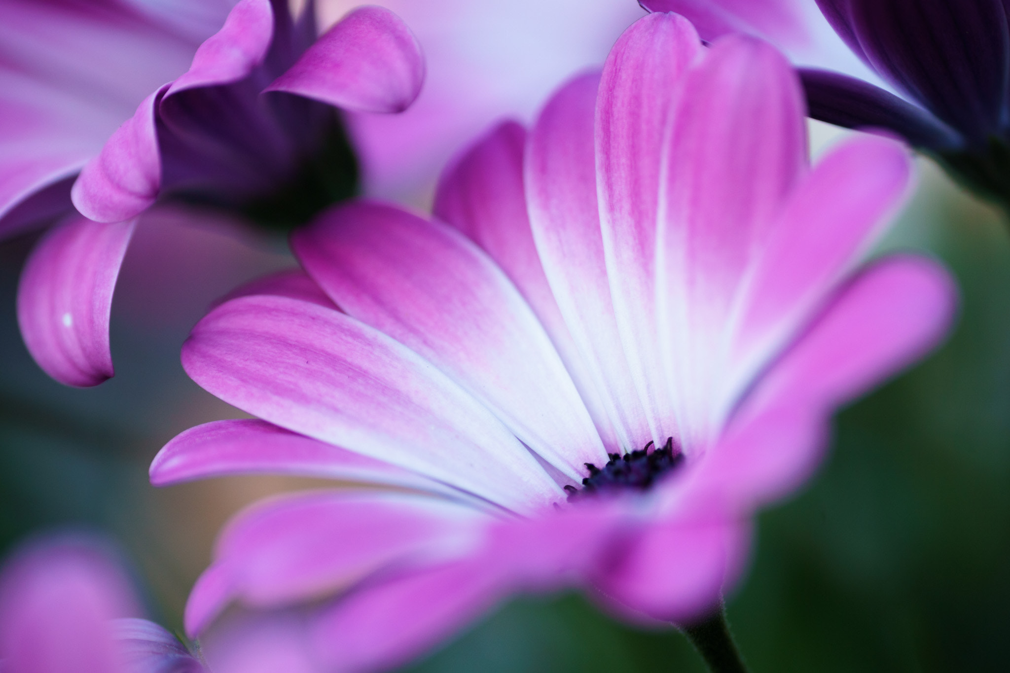 Tamron SP 70-300mm F4-5.6 Di USD sample photo. Blooming beauty photography