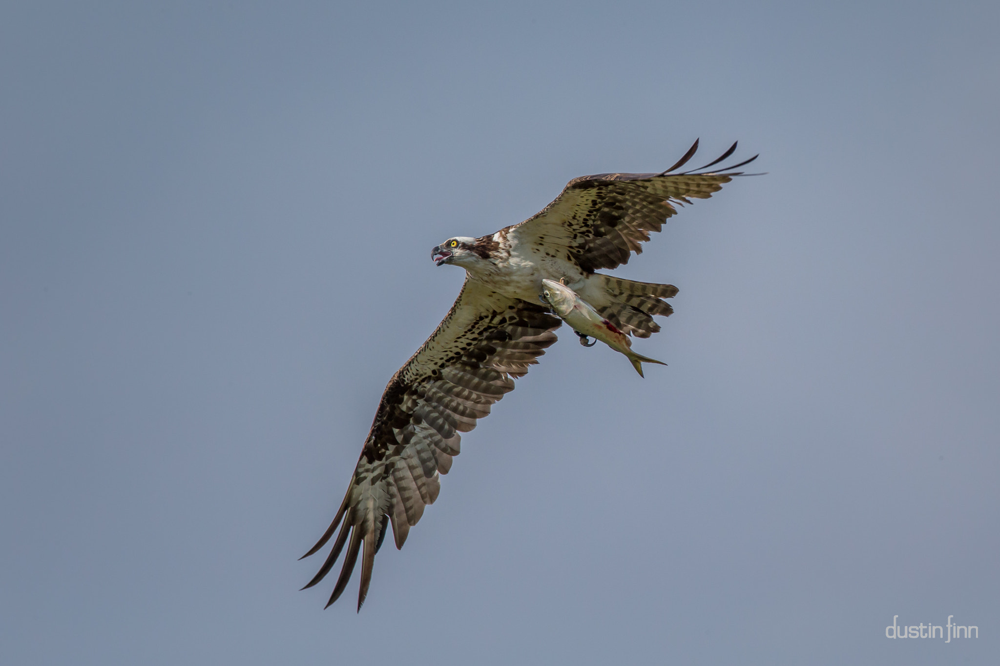 Canon EF 600mm F4L IS USM sample photo. Osprey with catch photography