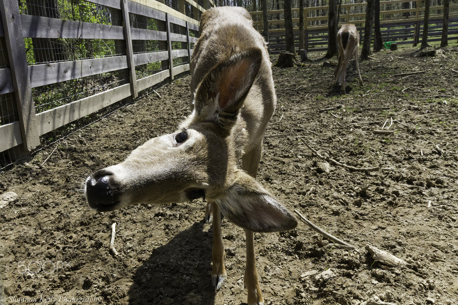 Canon EOS 7D + Canon EF-S 10-18mm F4.5–5.6 IS STM sample photo. Curious deer photography