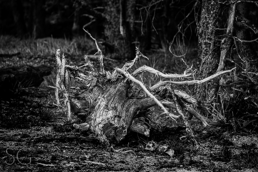 Sony E 55-210mm F4.5-6.3 OSS sample photo. Wanderlust americana photography