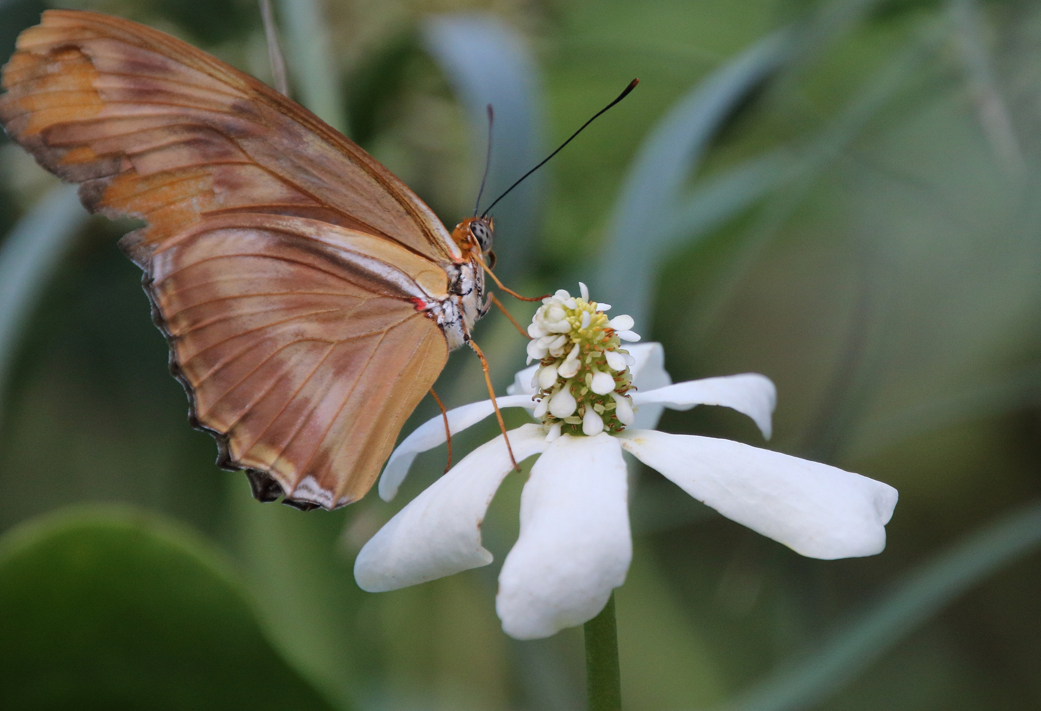 Canon EOS 760D (EOS Rebel T6s / EOS 8000D) sample photo. Butterfly macro photography
