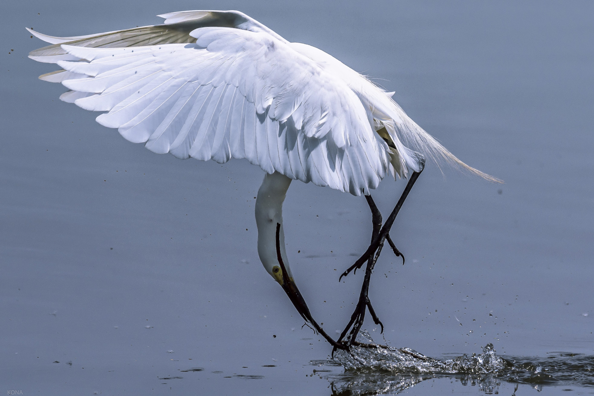 Nikon AF-S Nikkor 400mm F2.8G ED VR II sample photo. Sagi photography
