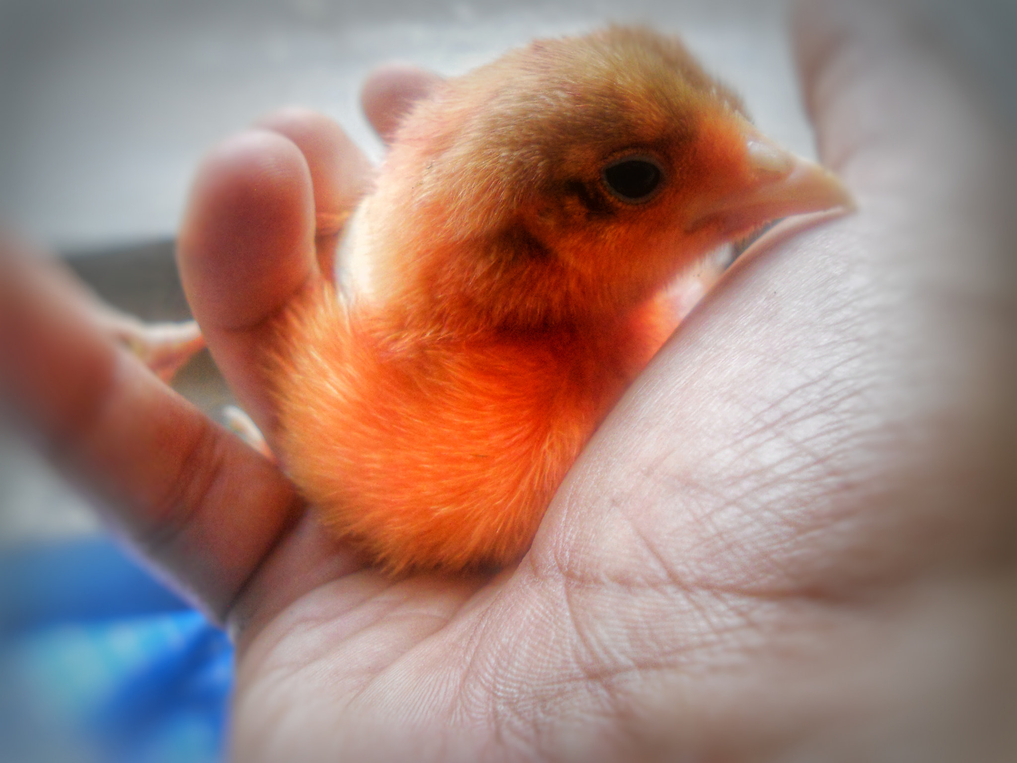 Nikon Coolpix L24 sample photo. Cute chick  photography