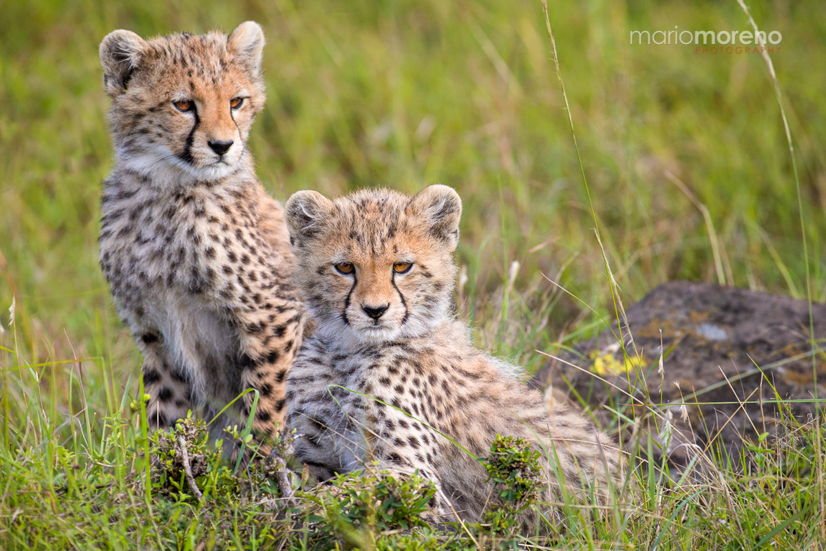 Canon EF 200-400mm F4L IS USM Extender 1.4x sample photo. Spotted cuteness photography