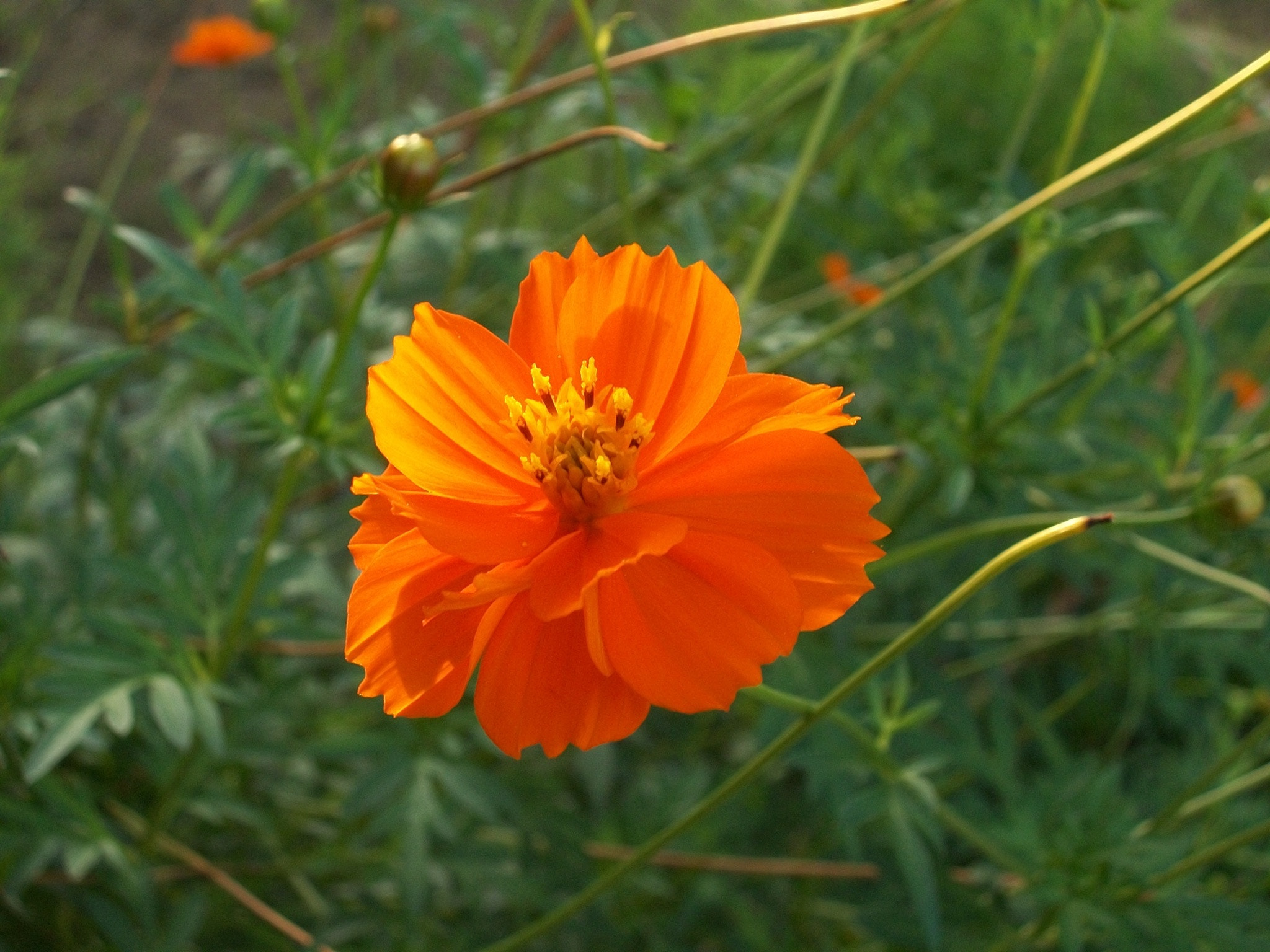 Kodak EASYSHARE M340 DIGITAL CAMERA sample photo. Orange photography