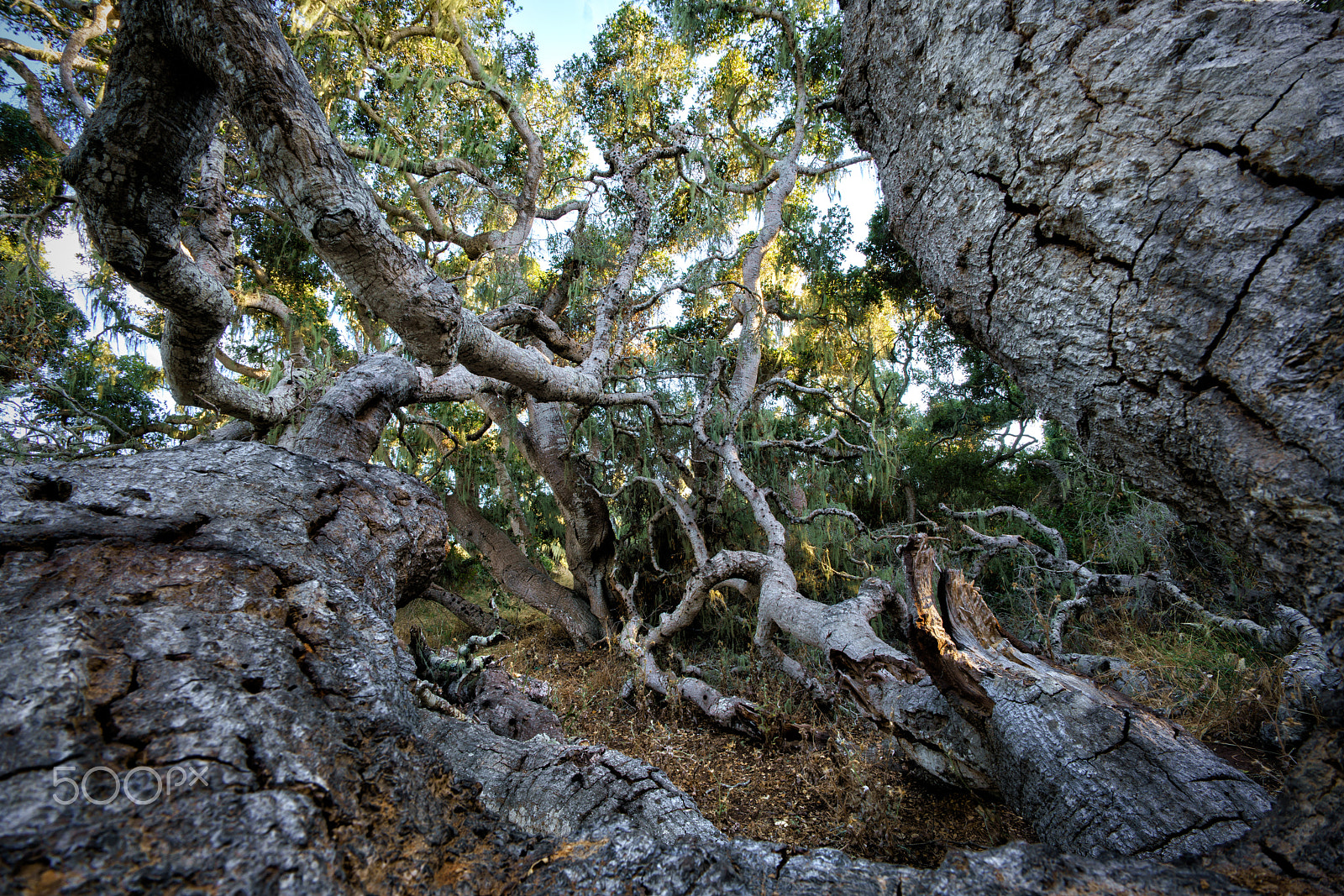 Sony a7R II + Voigtlander SUPER WIDE-HELIAR 15mm F4.5 III sample photo. Los osos oak forest photography