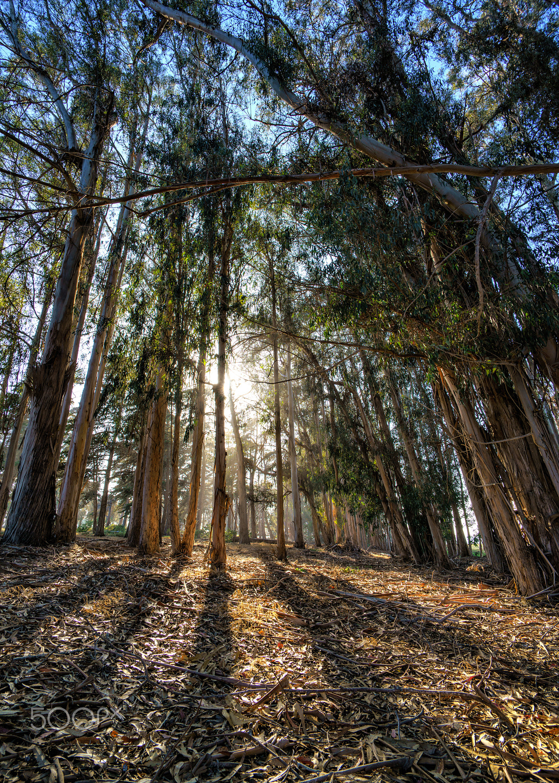 Sony a7R II + Voigtlander SUPER WIDE-HELIAR 15mm F4.5 III sample photo. Light path photography