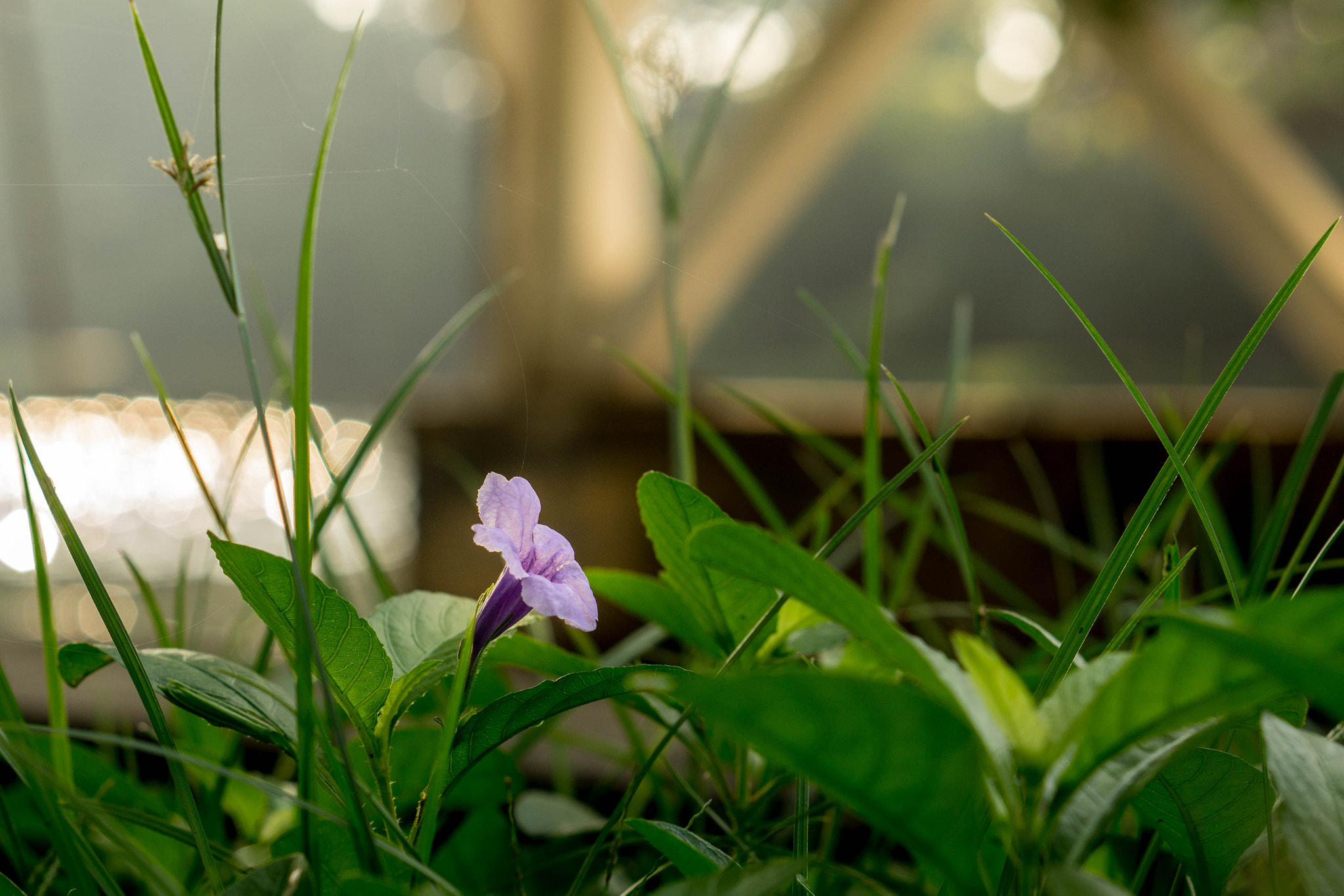Sony a5100 + E 50mm F1.8 OSS sample photo. Dsc08148-1.jpg photography