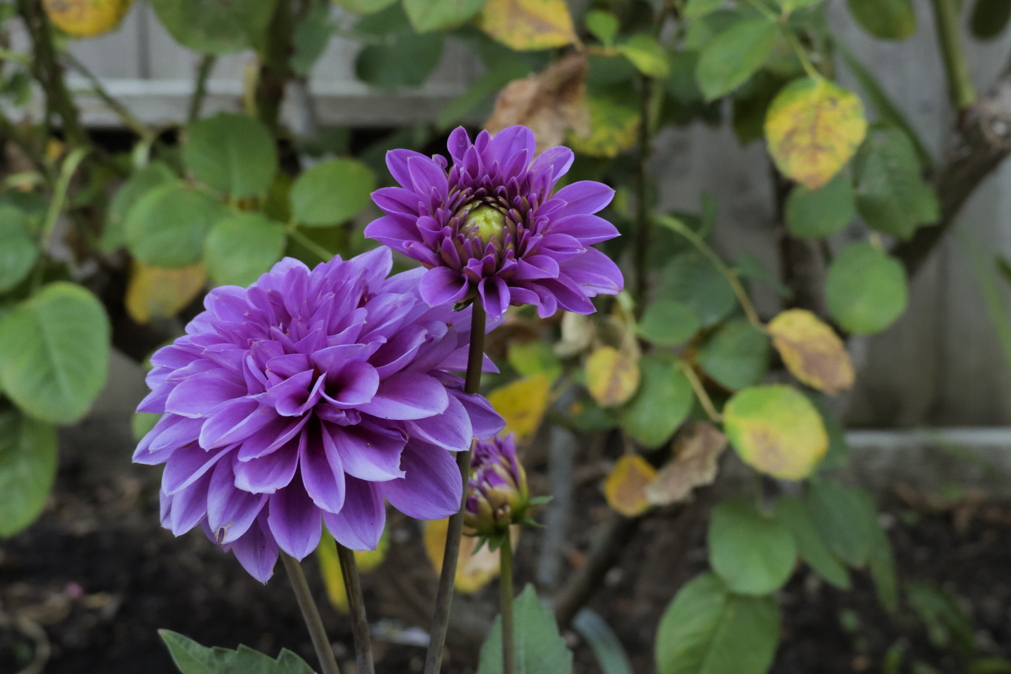 Canon XC10 sample photo. Purple dahlia pinnata photography
