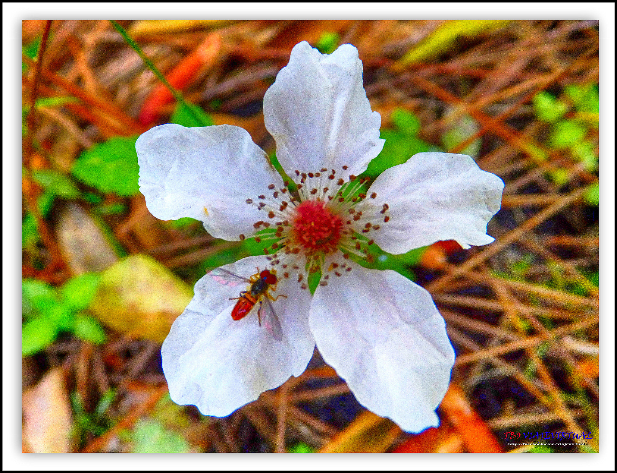 Fujifilm FinePix F850EXR sample photo. Wild flower. southern dewberry photography