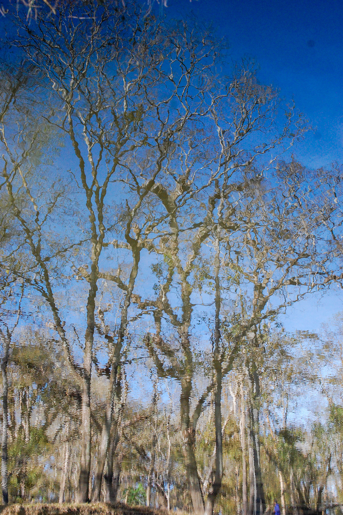 Nikon AF-S DX Micro Nikkor 40mm F2.8 sample photo. Dsc_8027.jpg photography