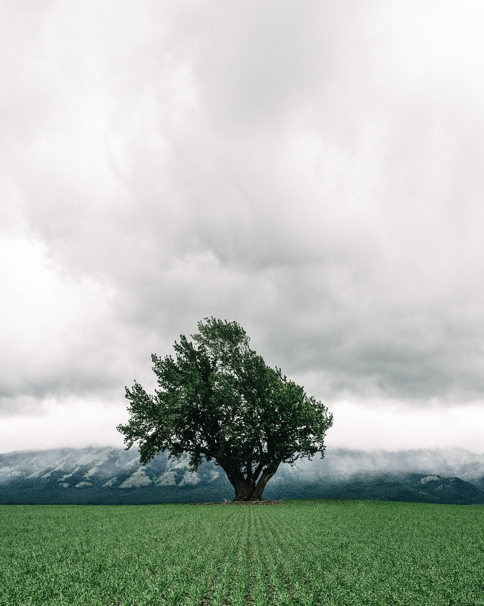 Nikon D4 + Sigma 35mm F1.4 DG HSM Art sample photo. Lone tree. imbler. oregon. after an incredible wee ... photography