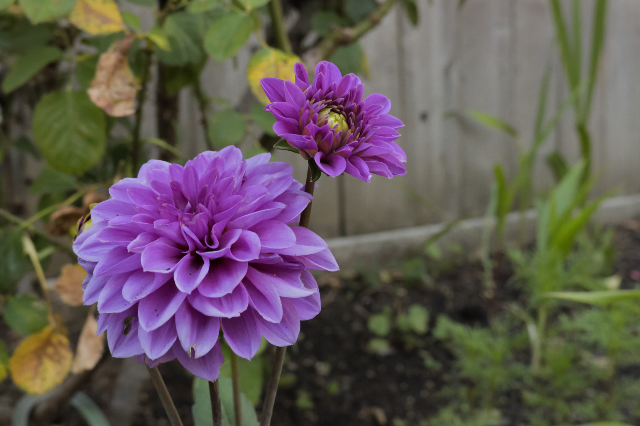 Canon XC10 sample photo. Purple dahlia pinnata photography