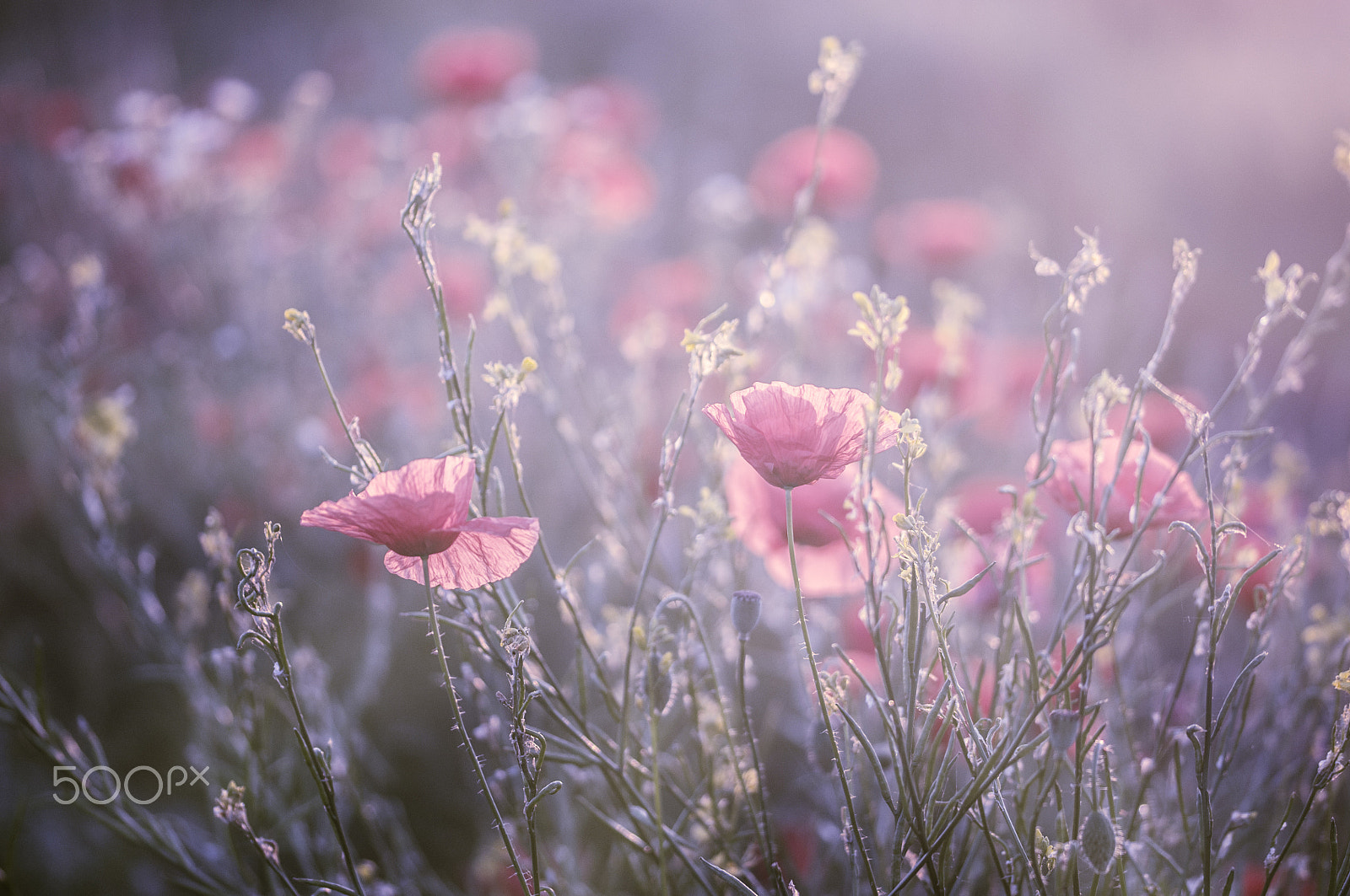 Sigma 105mm F2.8 EX DG OS HSM sample photo. Dancing in the light photography