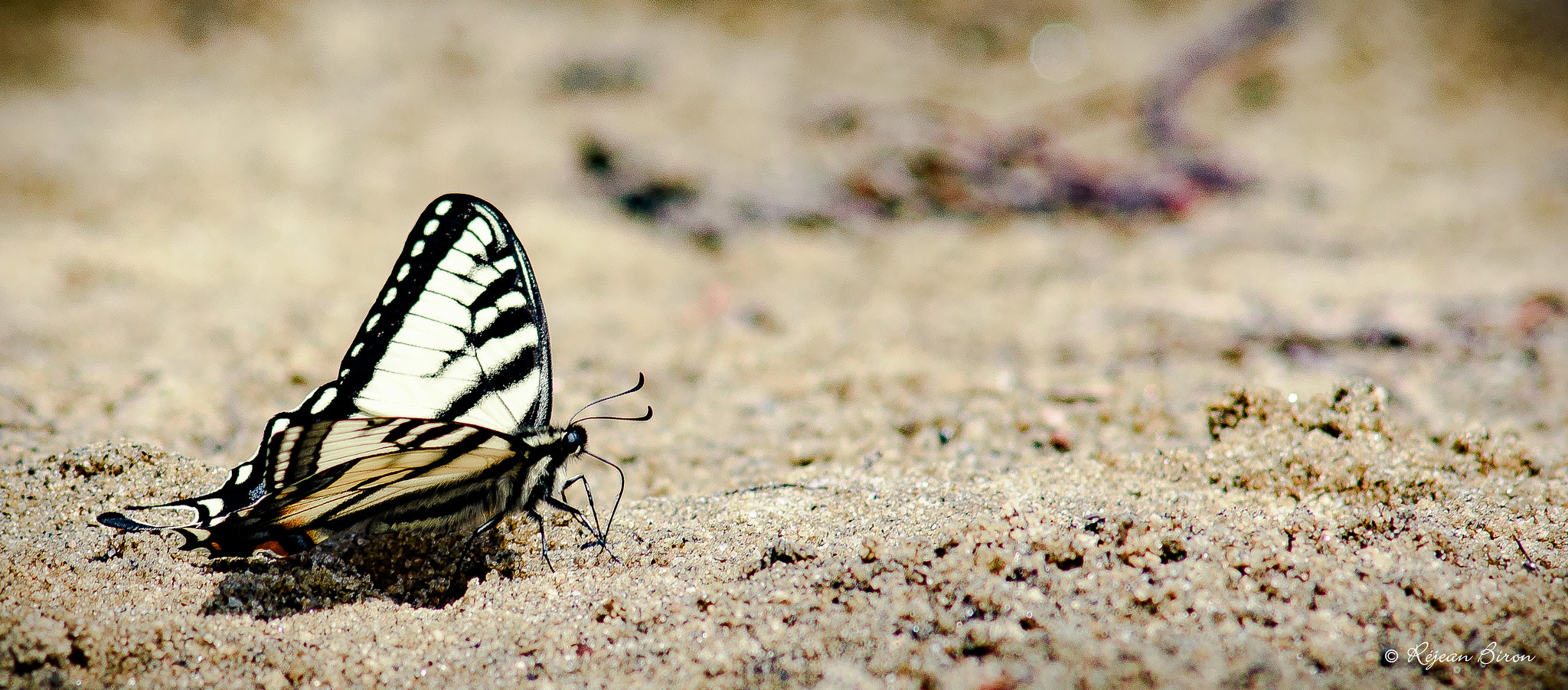 Nikon D7200 + AF Nikkor 300mm f/4 IF-ED sample photo. Canadian tiger swallowtail photography