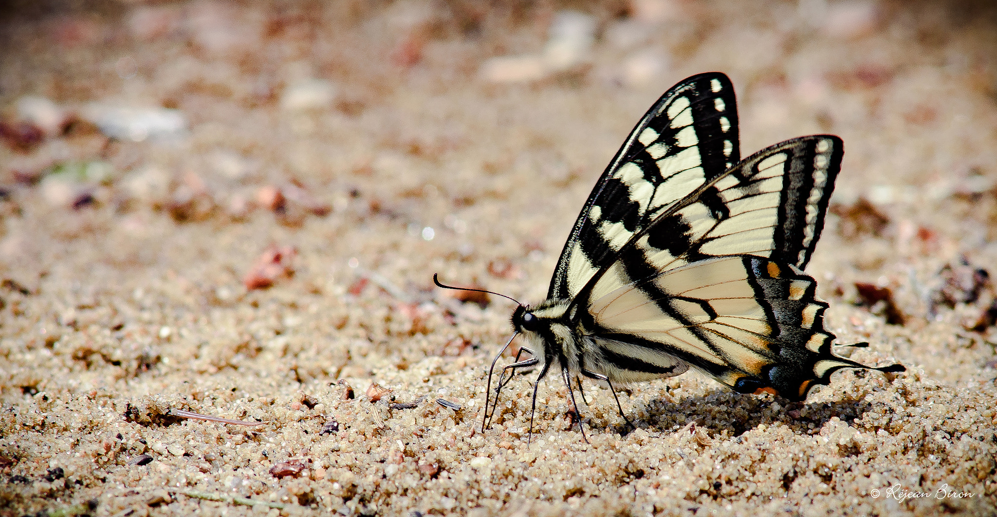 Nikon D7200 + AF Nikkor 300mm f/4 IF-ED sample photo. Canadian tiger swallowtail photography