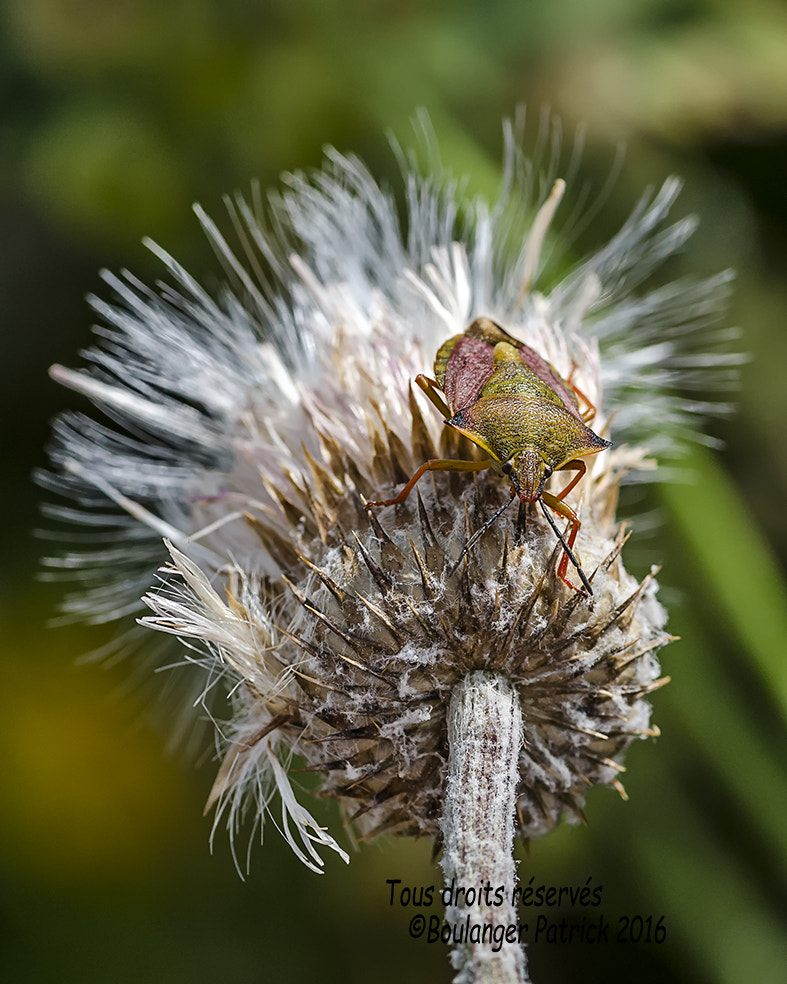 Tokina AT-X Pro 100mm F2.8 Macro sample photo. Bronzage photography