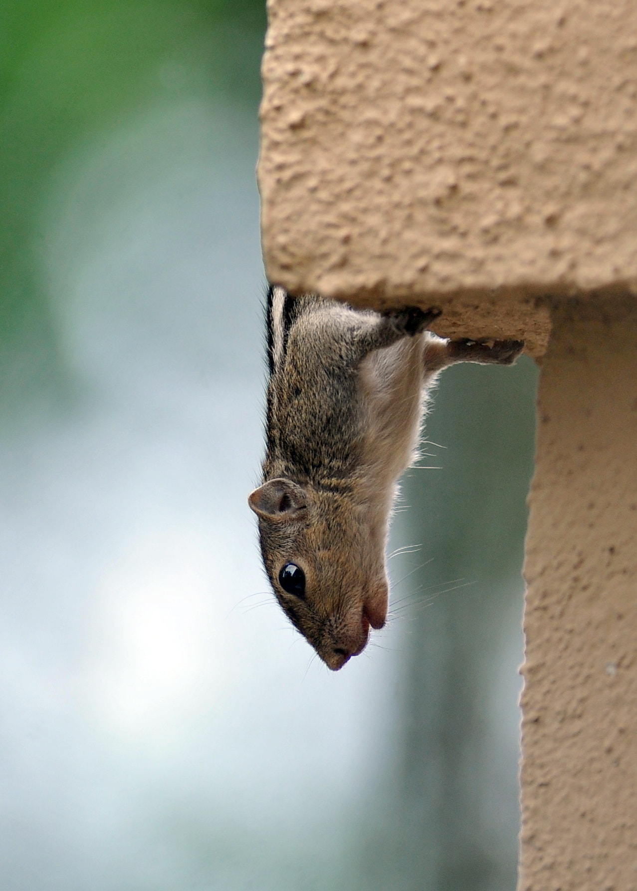 Nikon AF-S Nikkor 300mm F2.8G ED VR II sample photo. Squirrel ! photography
