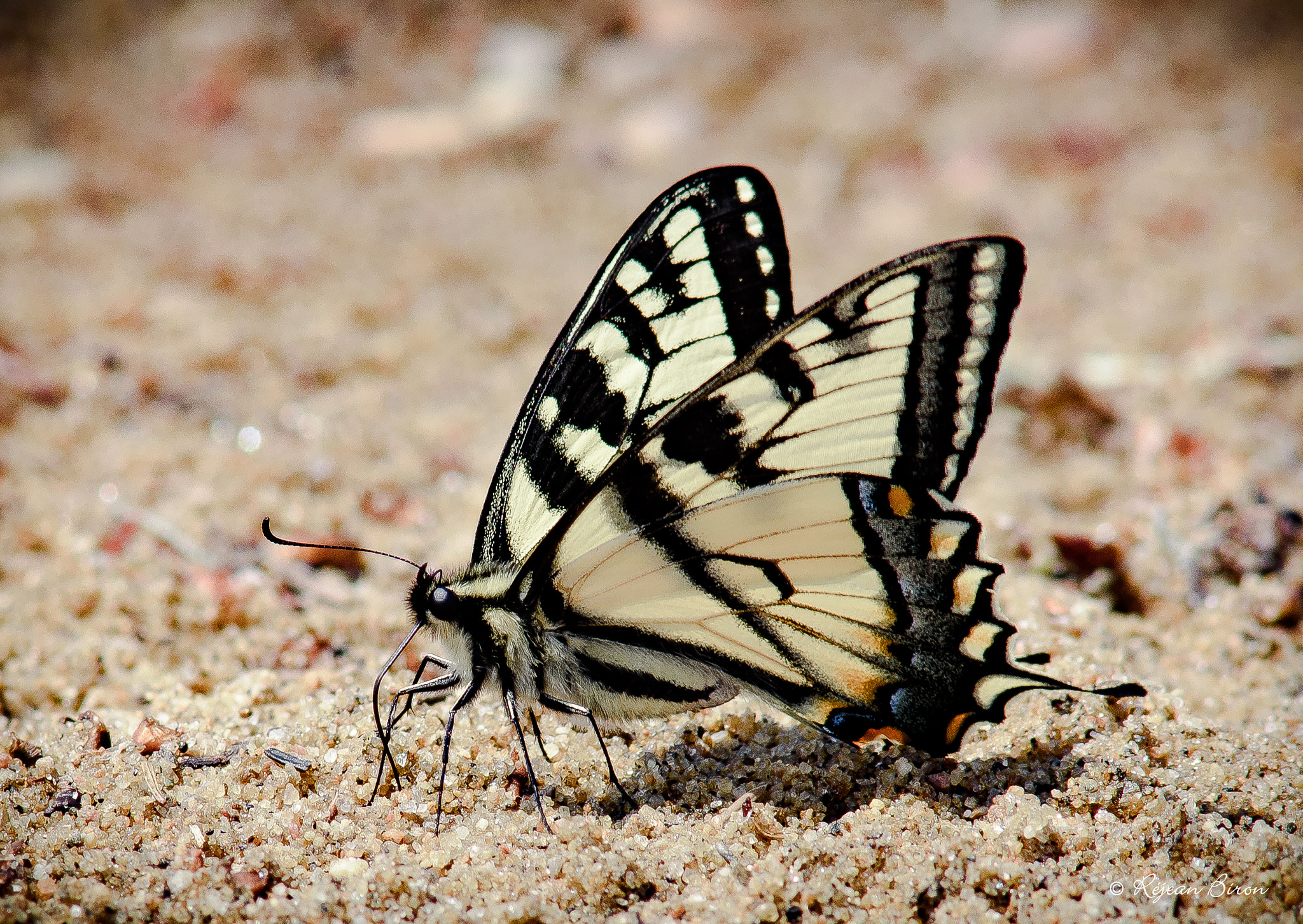 Nikon D7200 + AF Nikkor 300mm f/4 IF-ED sample photo. Canadian tiger swallowtail photography