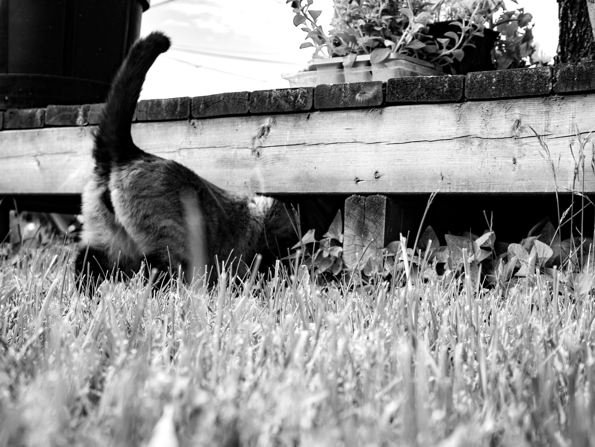 Panasonic Lumix DMC-GF7 sample photo. Mouse hunt photography