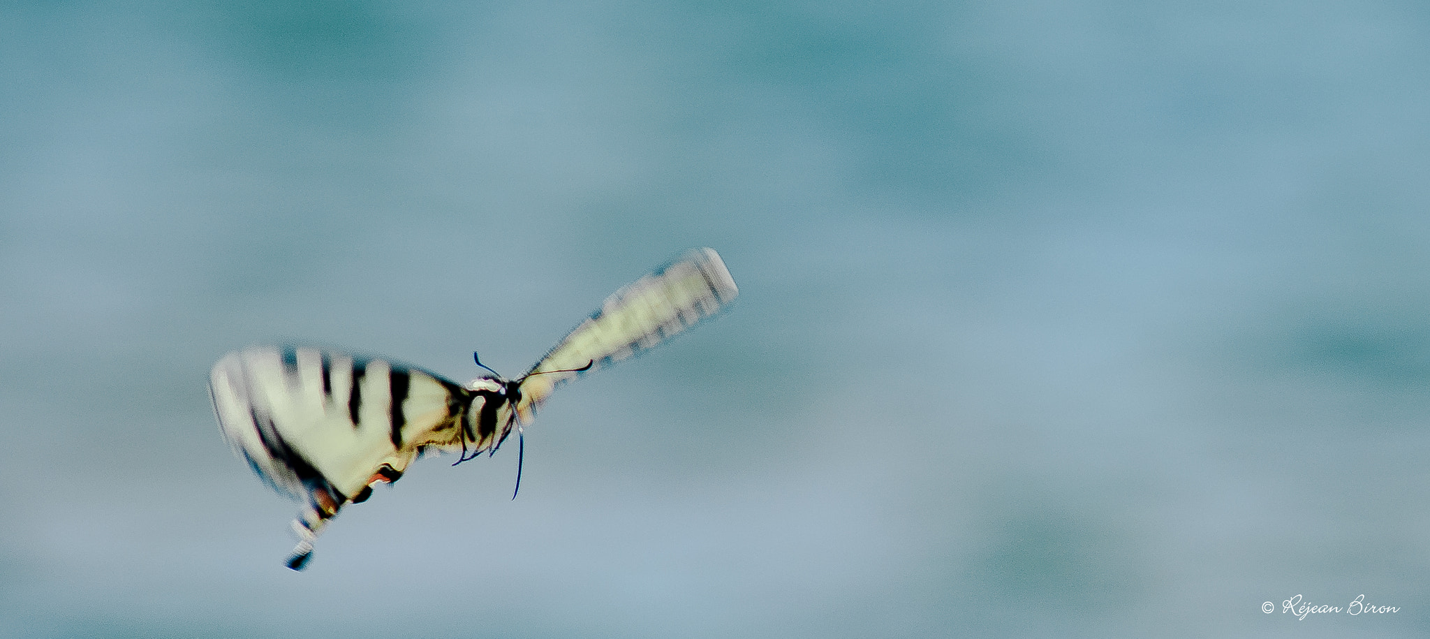 Nikon D7200 + AF Nikkor 300mm f/4 IF-ED sample photo. Canadian tiger swallowtail photography