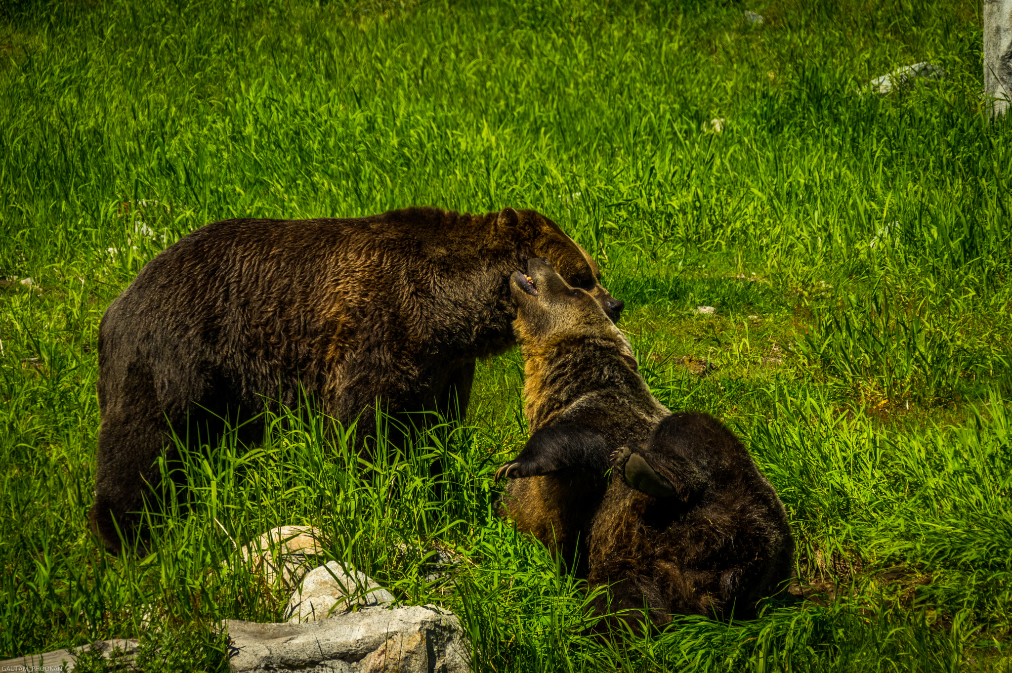 Sigma 18-300mm F3.5-6.3 DC Macro HSM sample photo. Bear attack photography