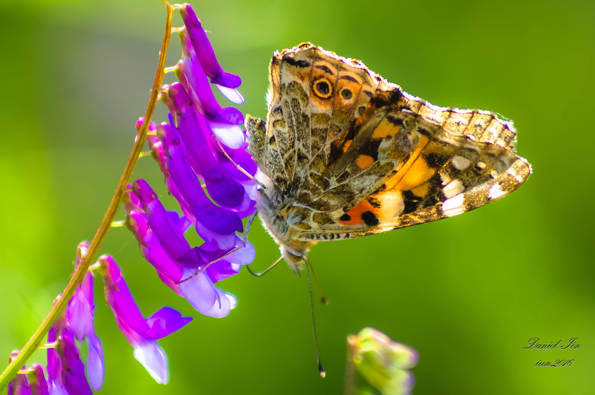 Pentax K-x sample photo. Butterfly photography