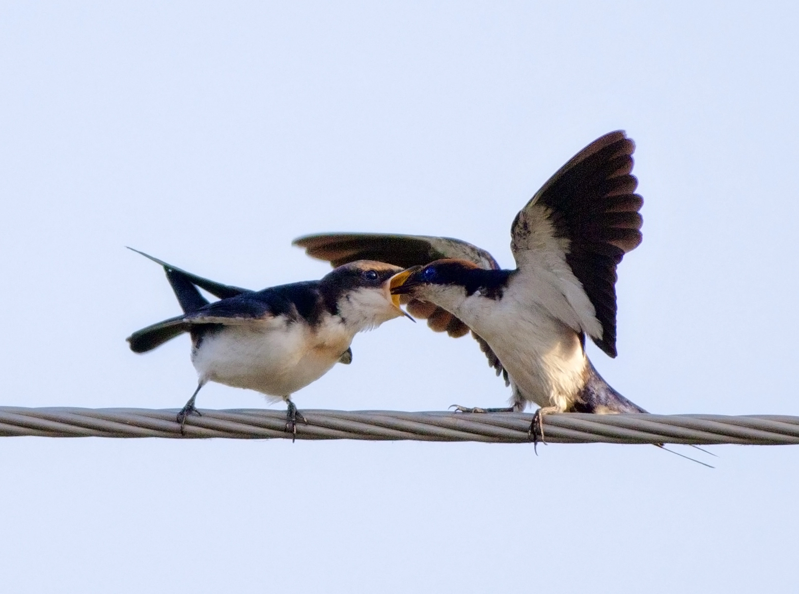 Canon EF 400mm F5.6L USM sample photo. Wire tailed swallow photography