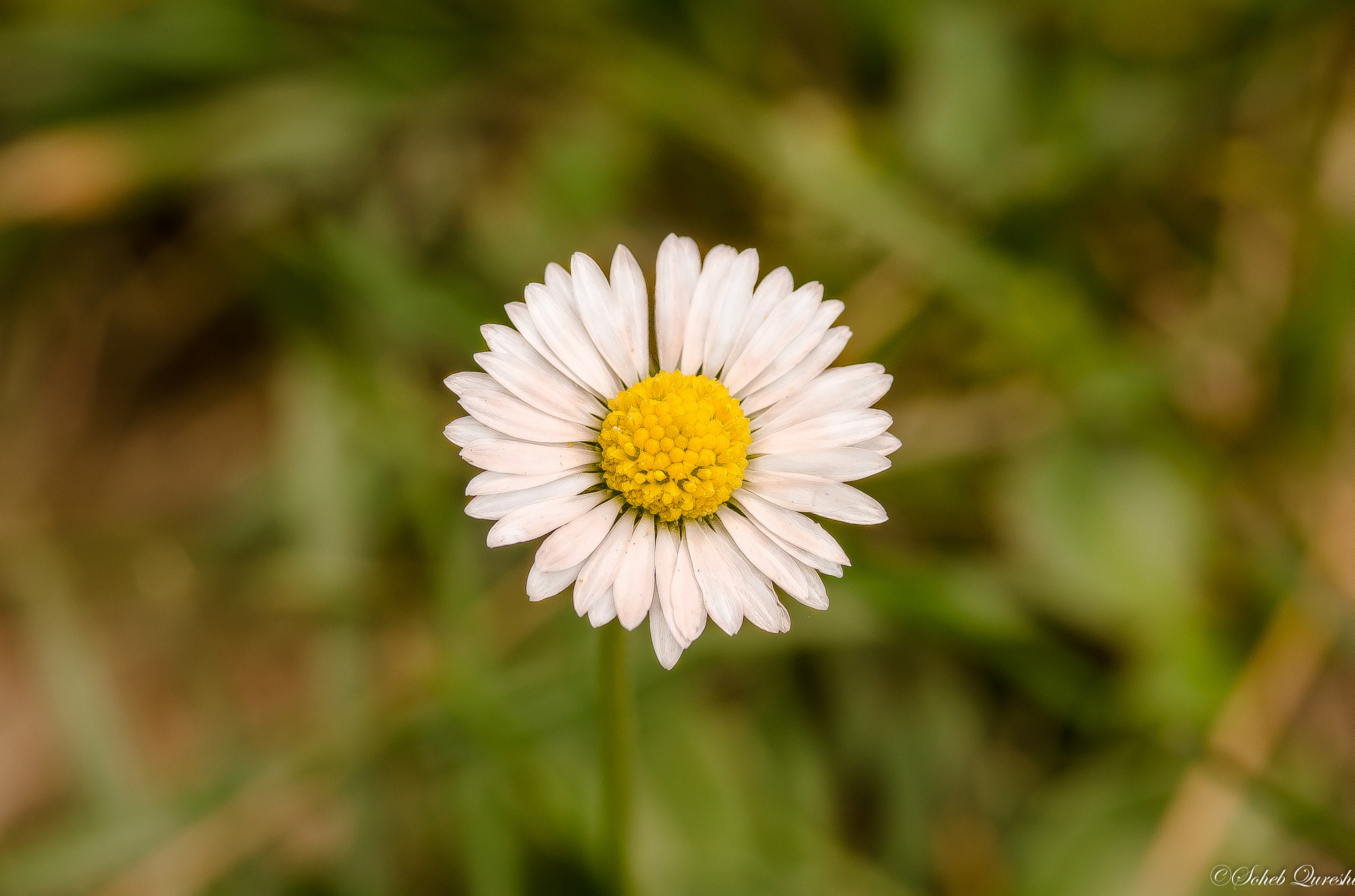 Nikon D7000 + AF Micro-Nikkor 105mm f/2.8 sample photo. Young daisy photography