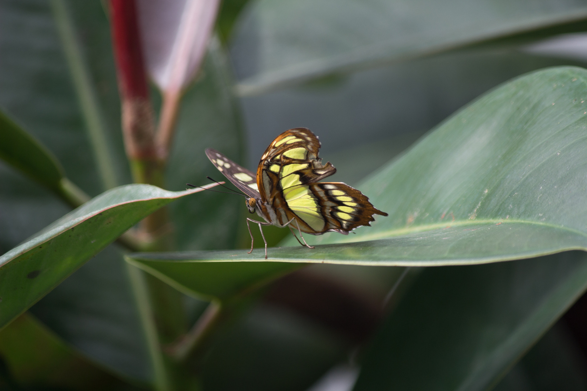 Canon EF-S 55-250mm F4-5.6 IS sample photo