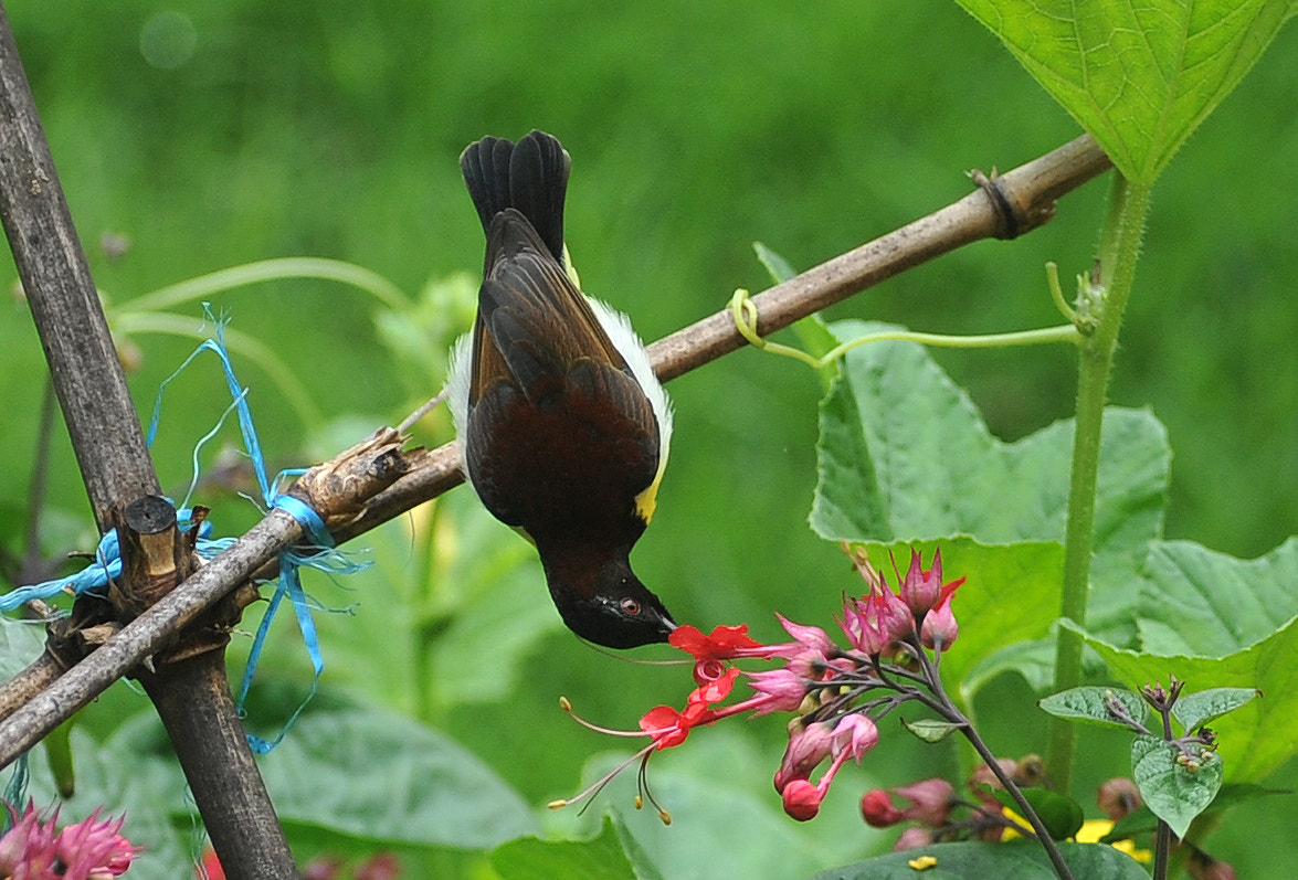 Nikon AF-S Nikkor 300mm F2.8G ED VR II sample photo. Bird photography