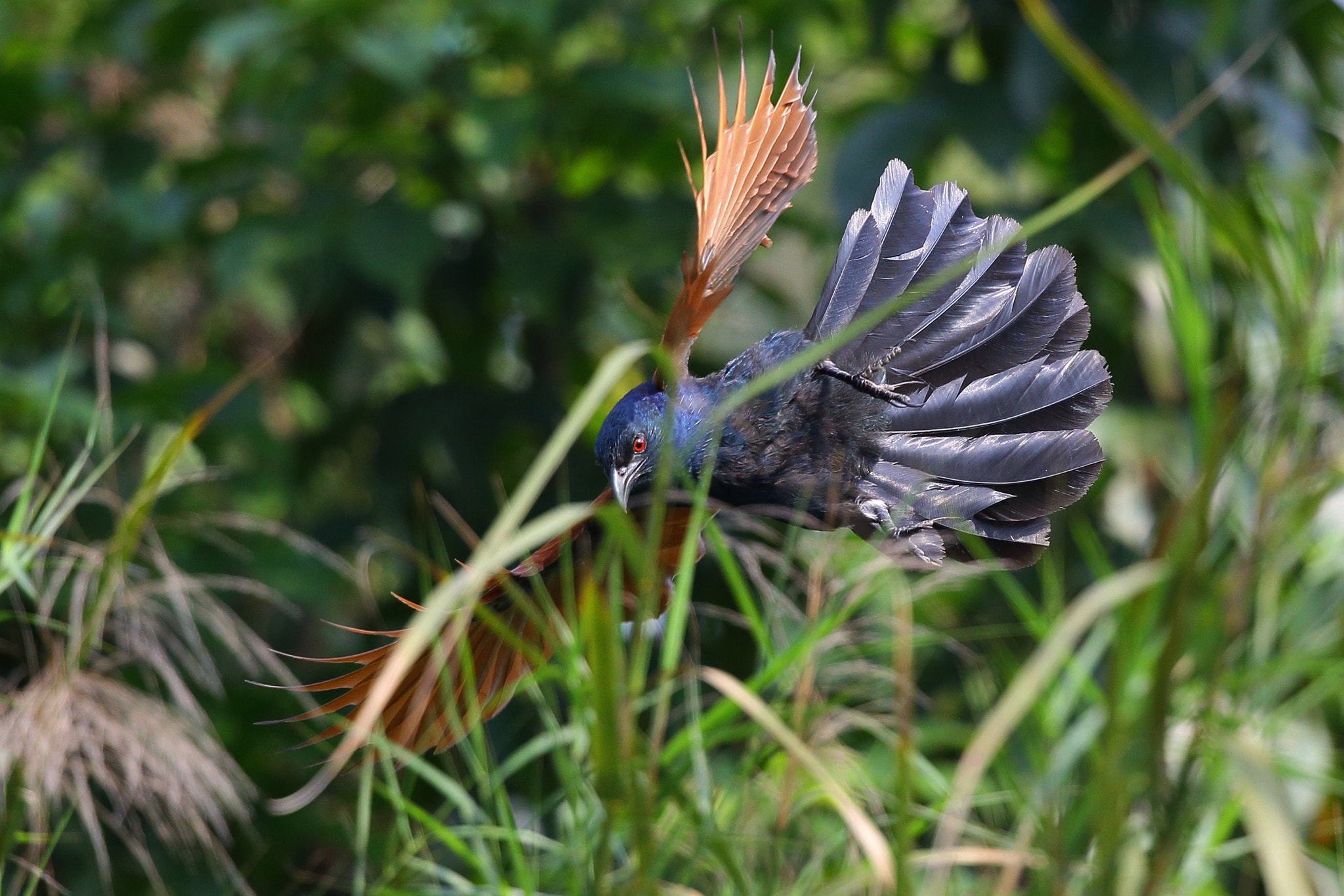 Canon EF 300mm F2.8L IS II USM sample photo. The story behind the bushes photography