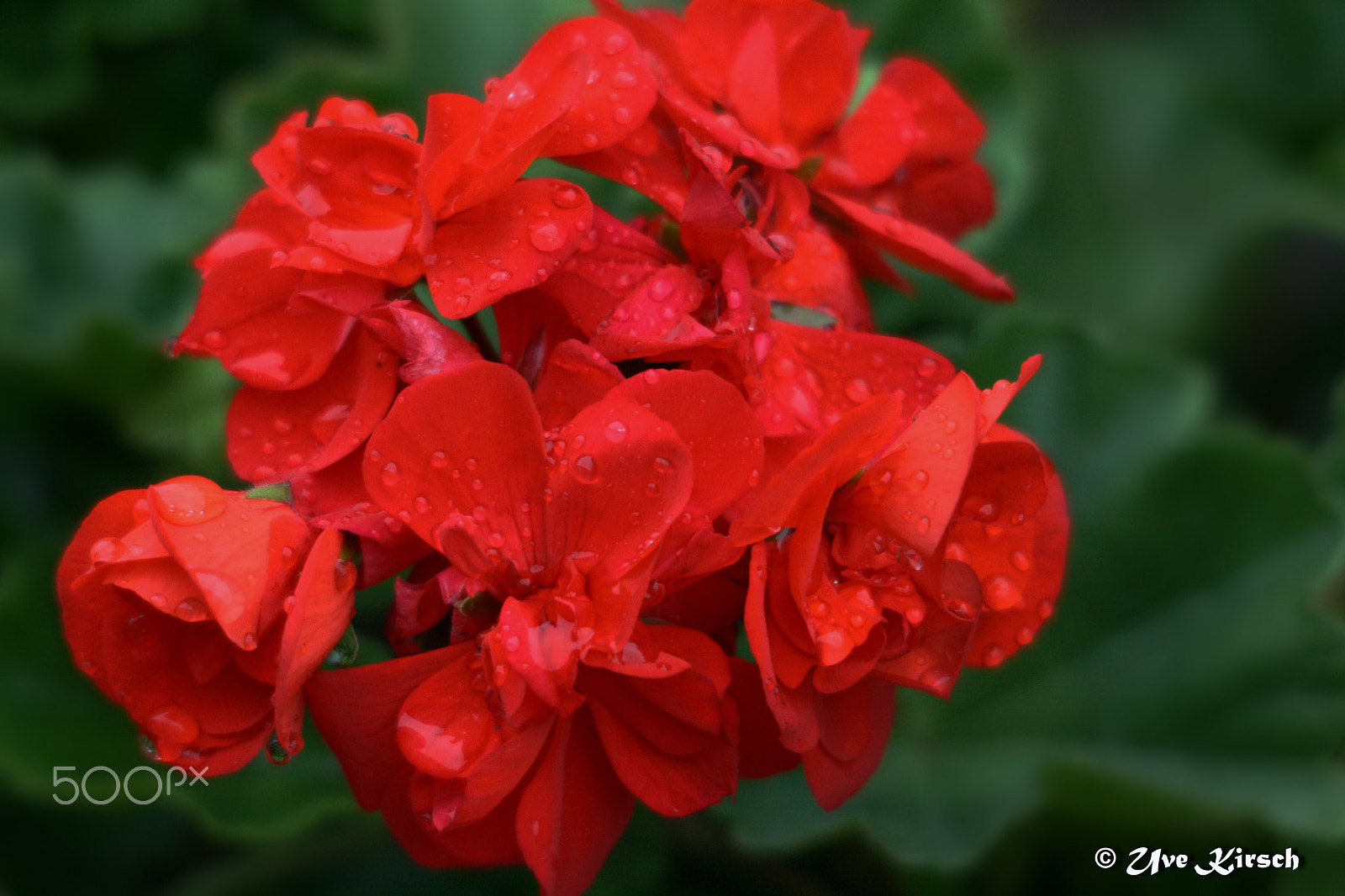 Sigma 150-500mm F5-6.3 DG OS HSM sample photo. Red pelargonie photography