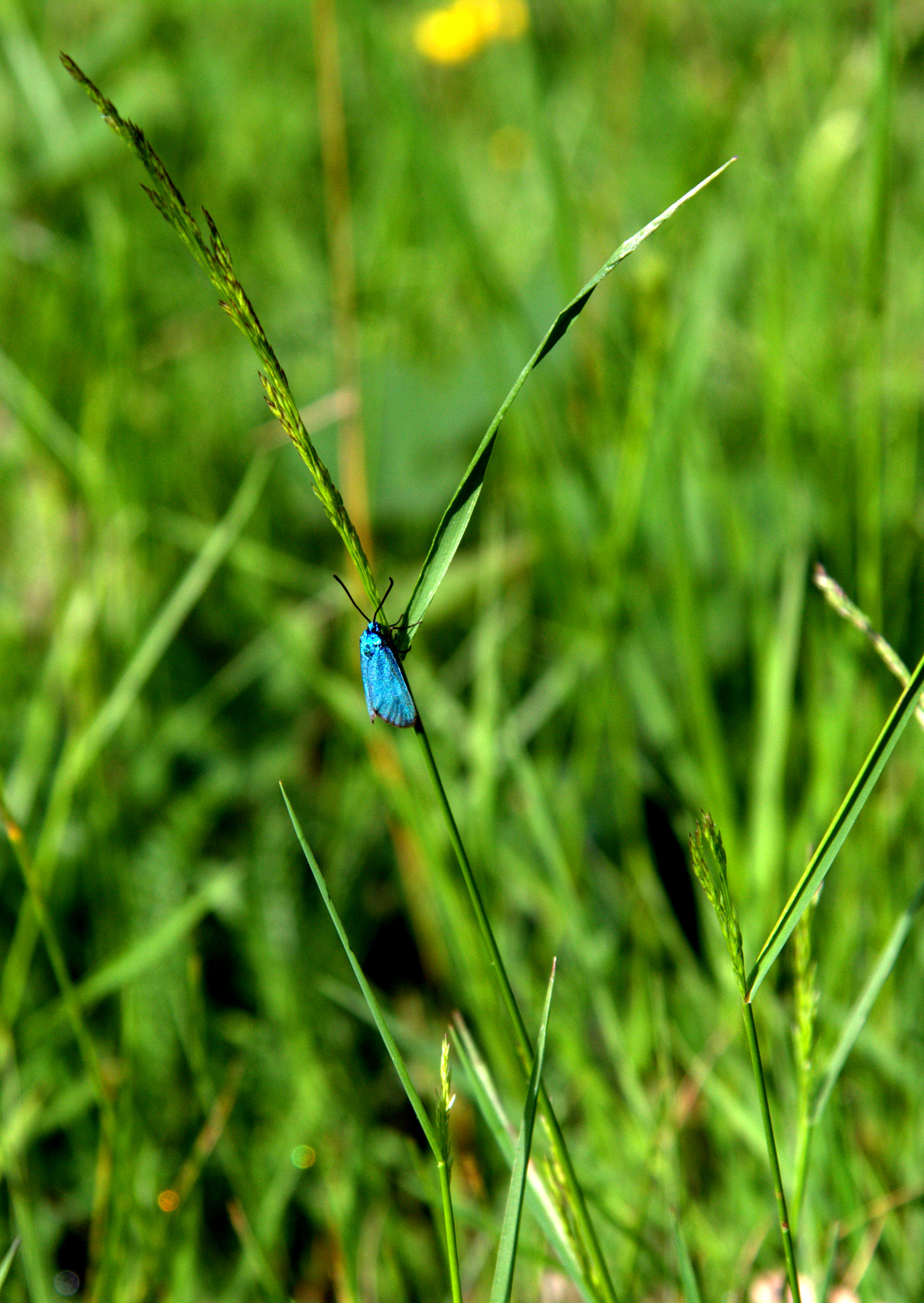 Canon EF-S 17-85mm F4-5.6 IS USM sample photo. Blu elettrico photography