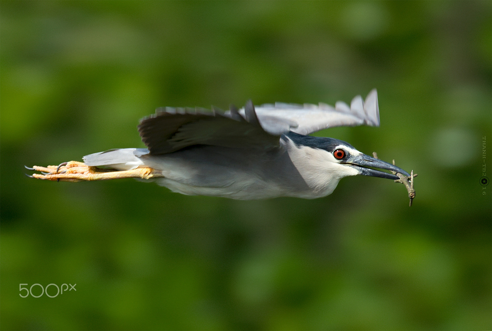 Nikon D7100 + Nikon AF-S Nikkor 600mm F4D ED-IF II sample photo