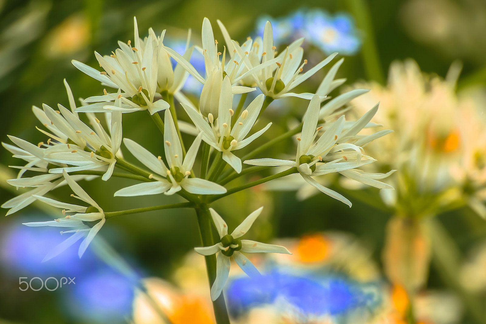 Sigma 70-300mm F4-5.6 APO DG Macro sample photo. The ramson flower photography