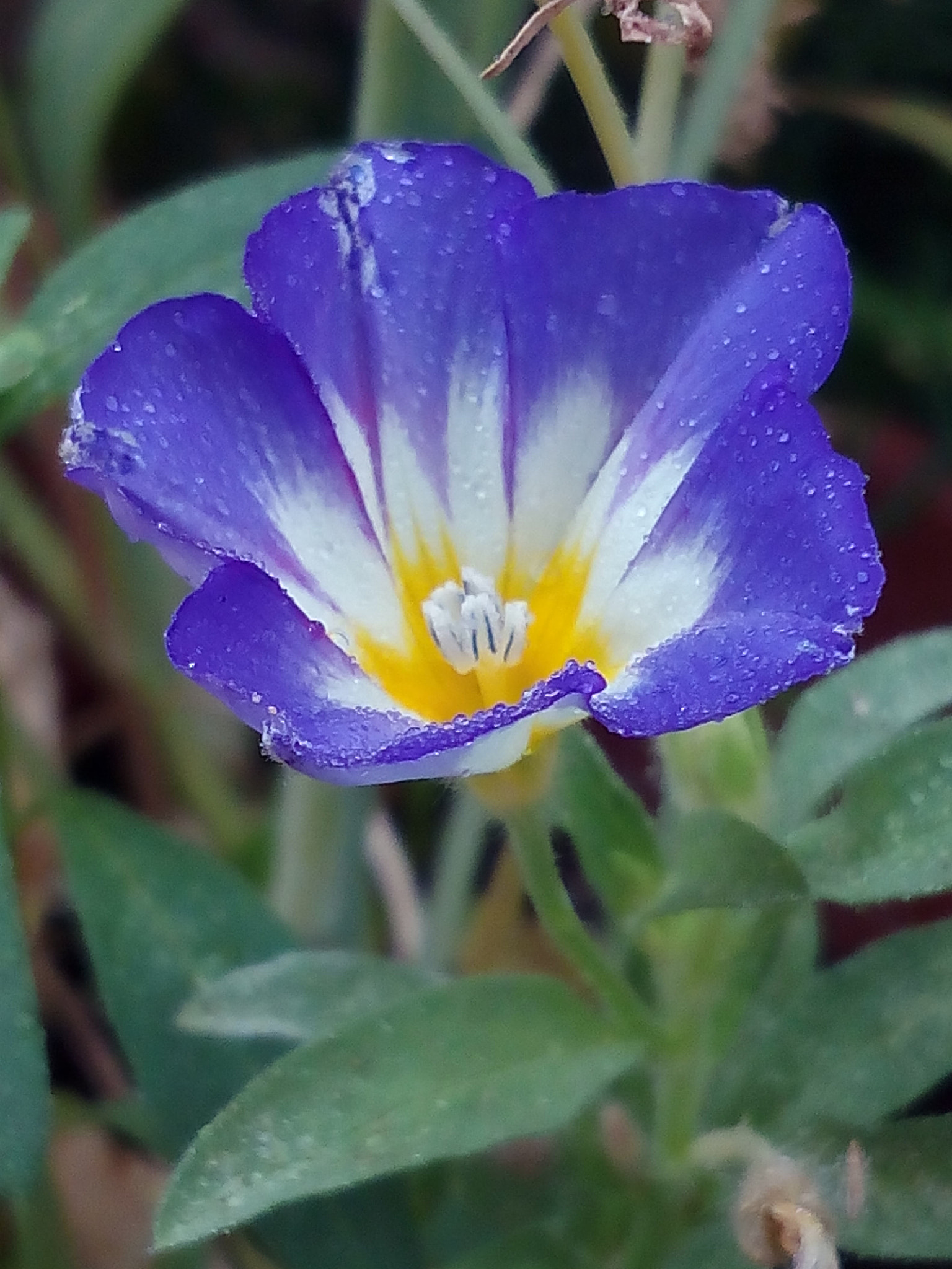 bq Aquaris E5 HD sample photo. Flor photography