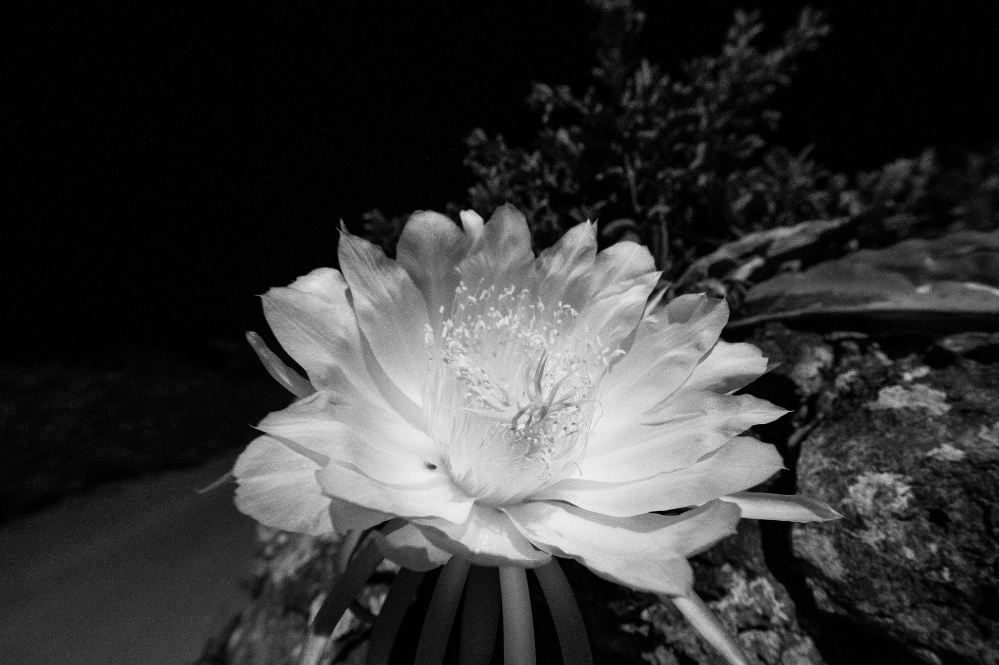 Canon EOS-1D X + Canon EF 14mm F2.8L II USM sample photo. Flower of okinawa`s night photography