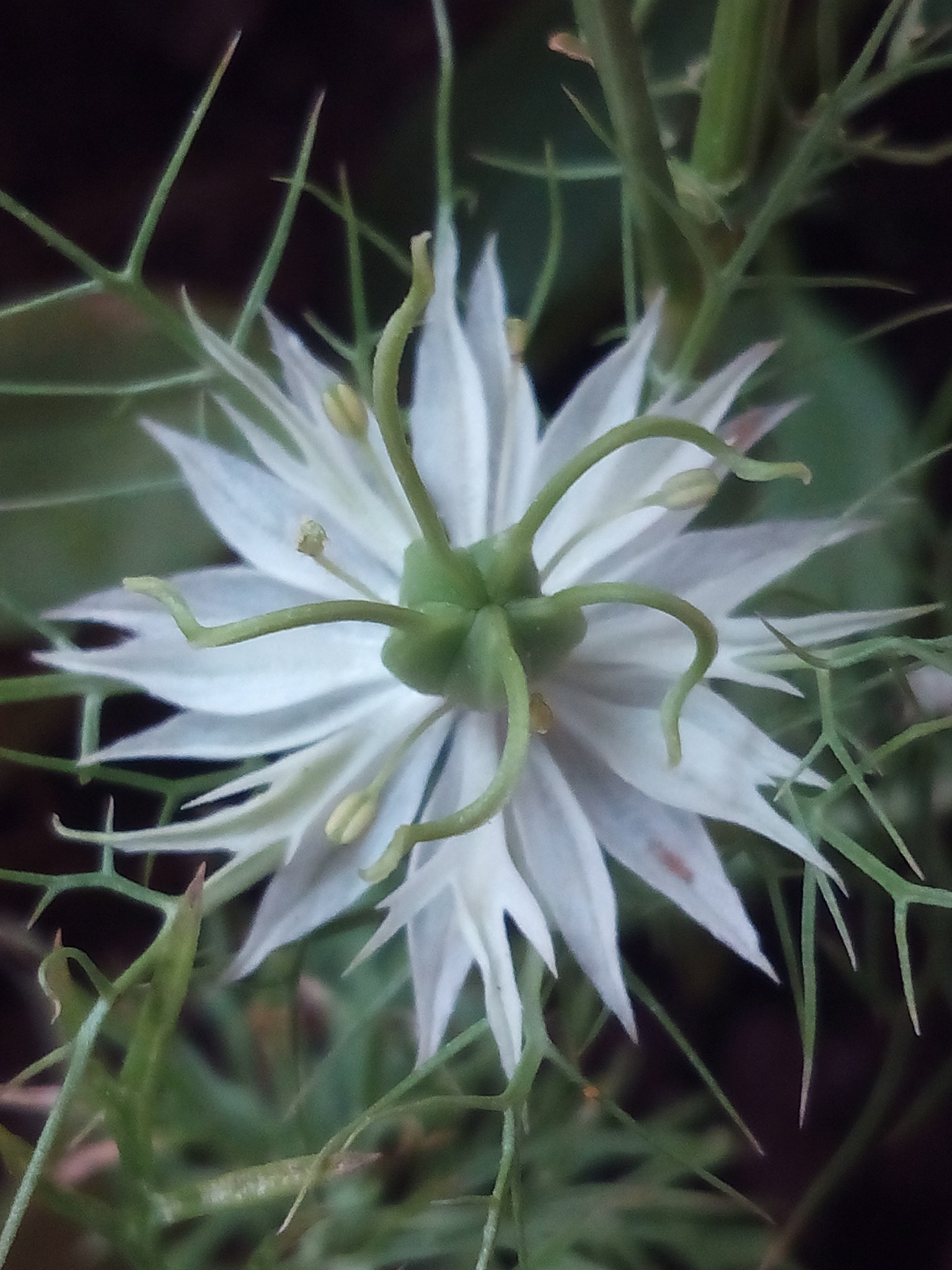 bq Aquaris E5 HD sample photo. Flor silvestre photography