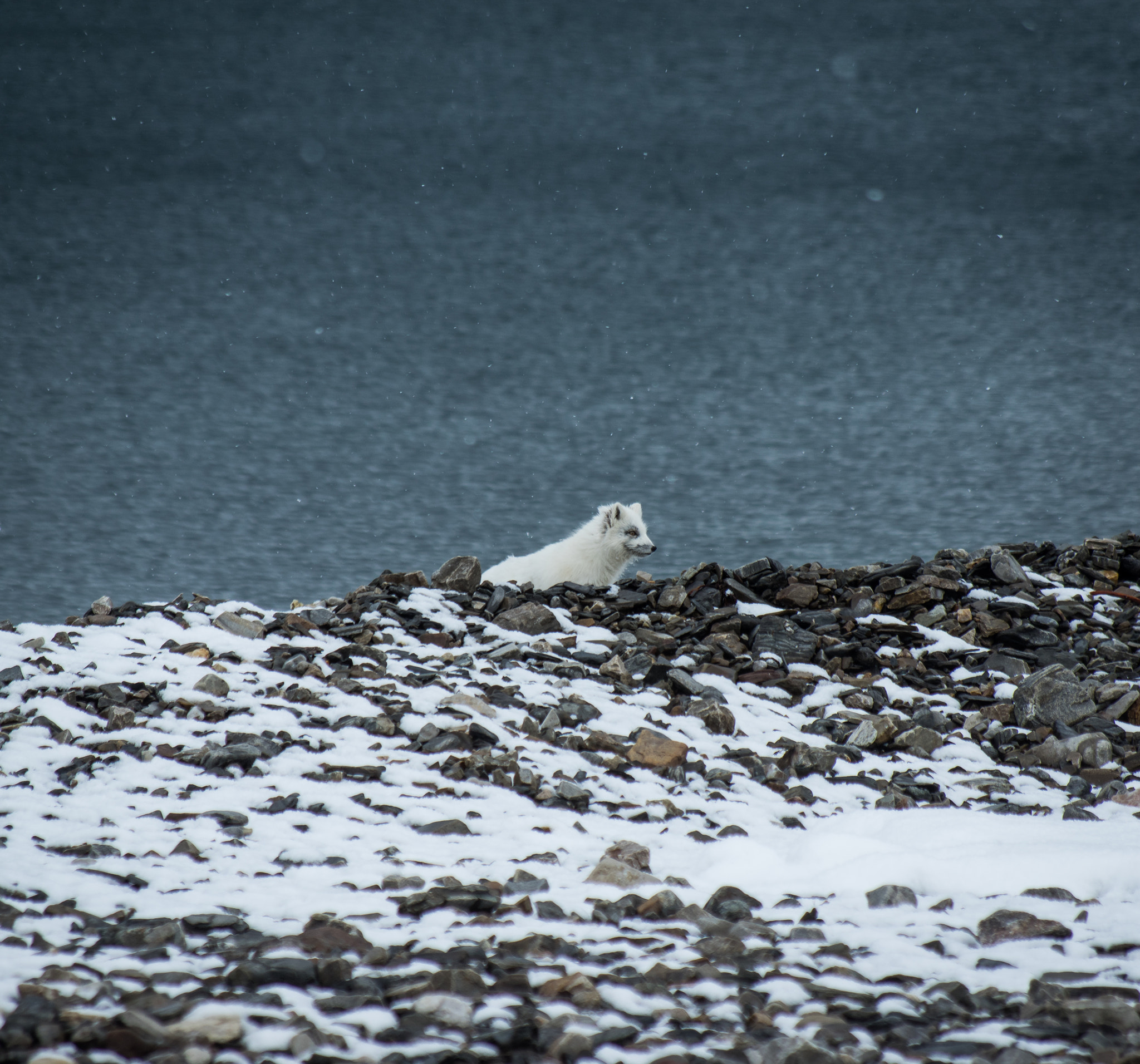 Pentax smc DA 50-200mm F4-5.6 ED WR sample photo. Hey you. photography