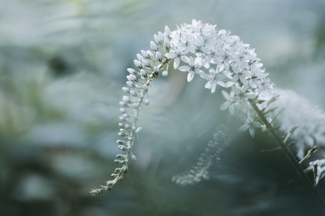Canon EF 70-200mm F4L IS USM sample photo. White photography