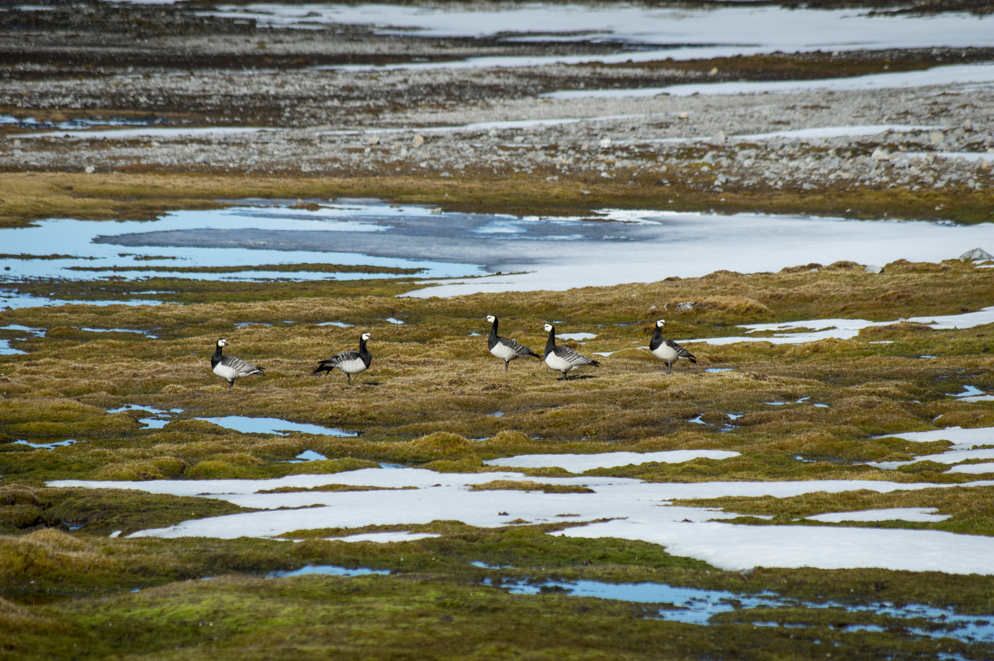 Pentax smc DA 50-200mm F4-5.6 ED WR sample photo. Arctic geeses. photography