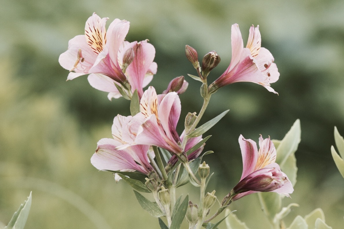 Canon EF 70-200mm F4L IS USM sample photo. Alstroemeria photography