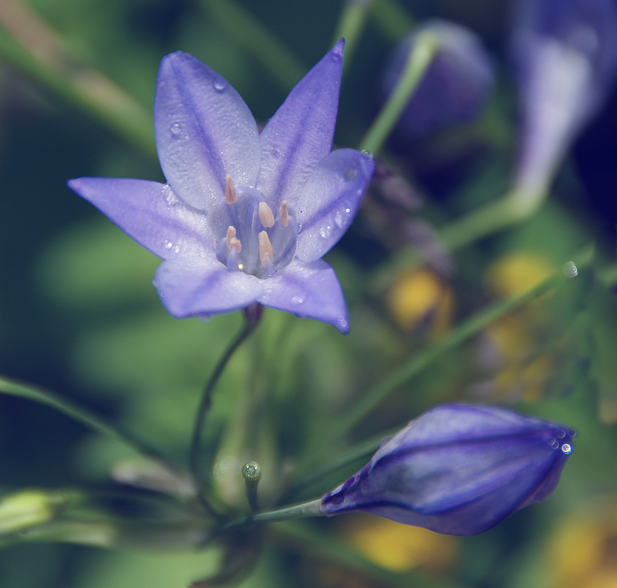 Sony Alpha DSLR-A290 sample photo